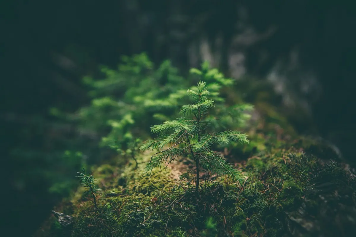 5 Best Cameras for Nature Videography