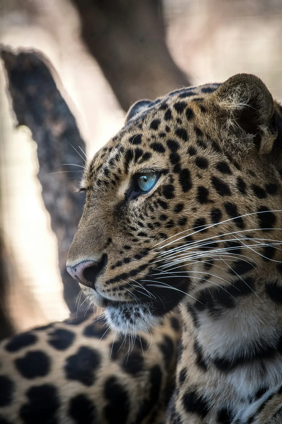 wildlife