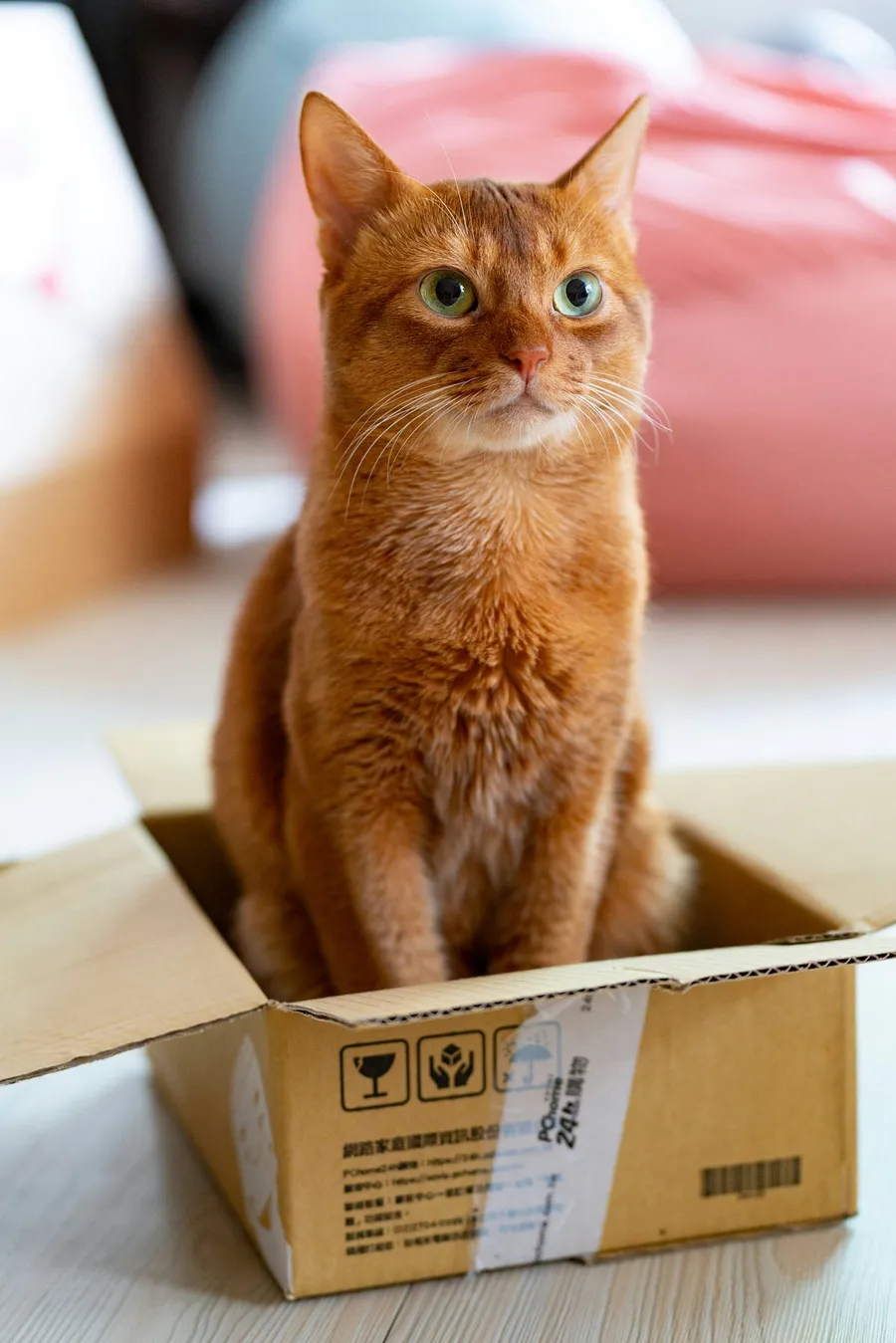 canon cat photography