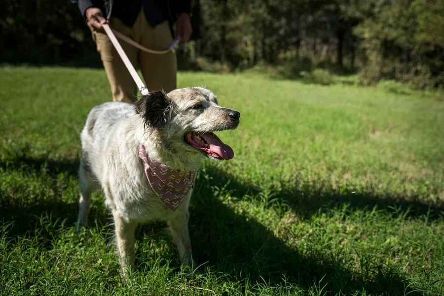 dog in park