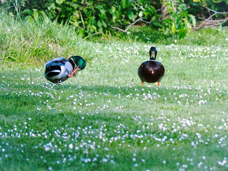 Best Camera for Filming Garden Wildlife