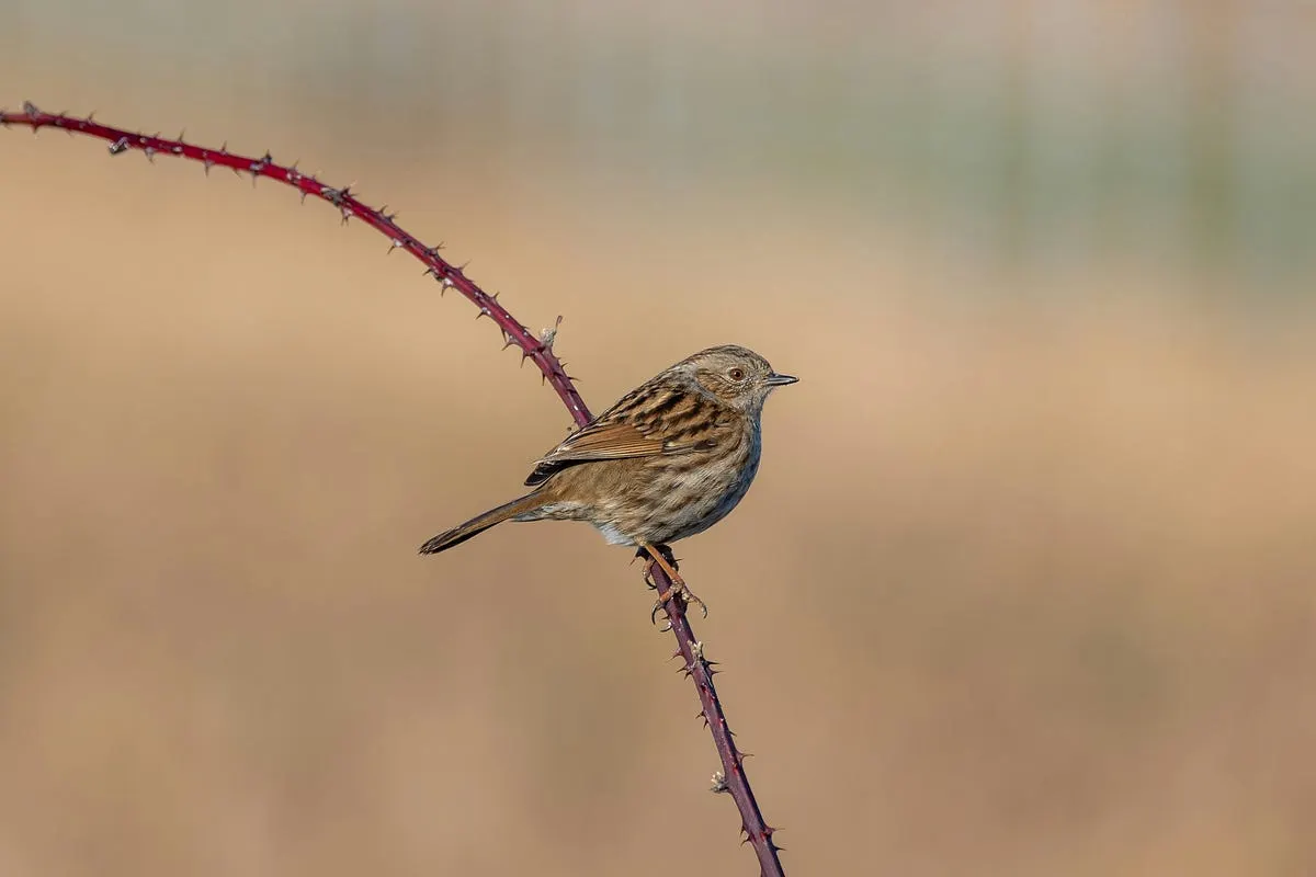 Best Camera for Long Distance Photography