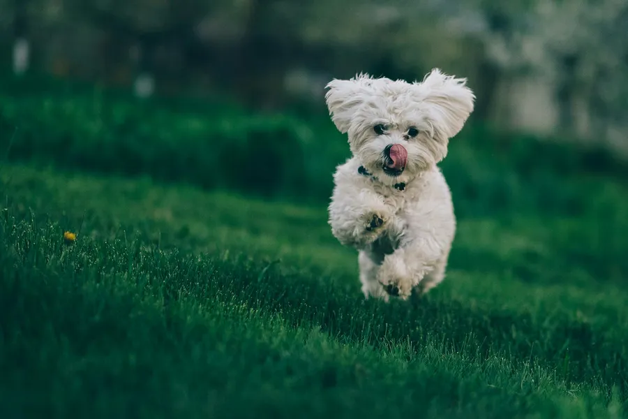 running animals