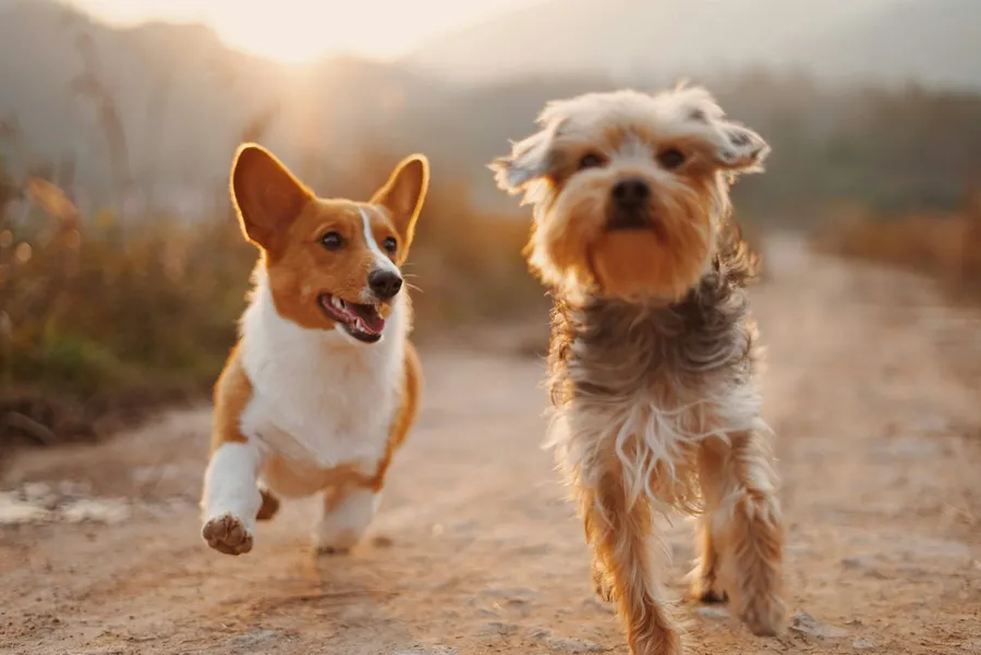Dog photography