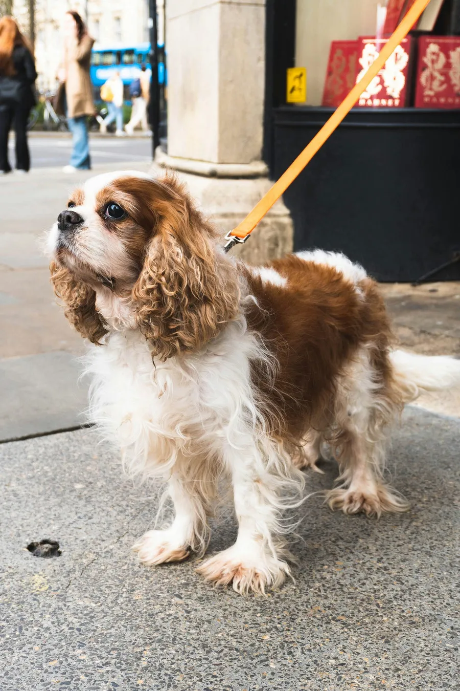 cute dog