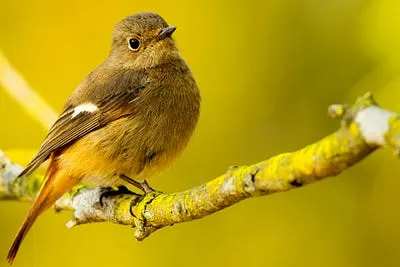 Best Compact Camera for Bird Photography