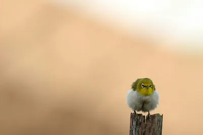 Best Compact Camera for Bird Photography