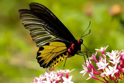 Best Compact Camera for Bird Photography