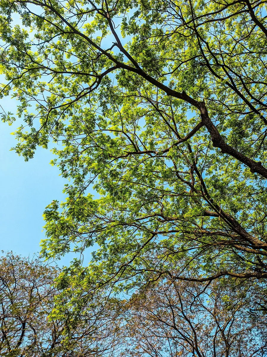 tree