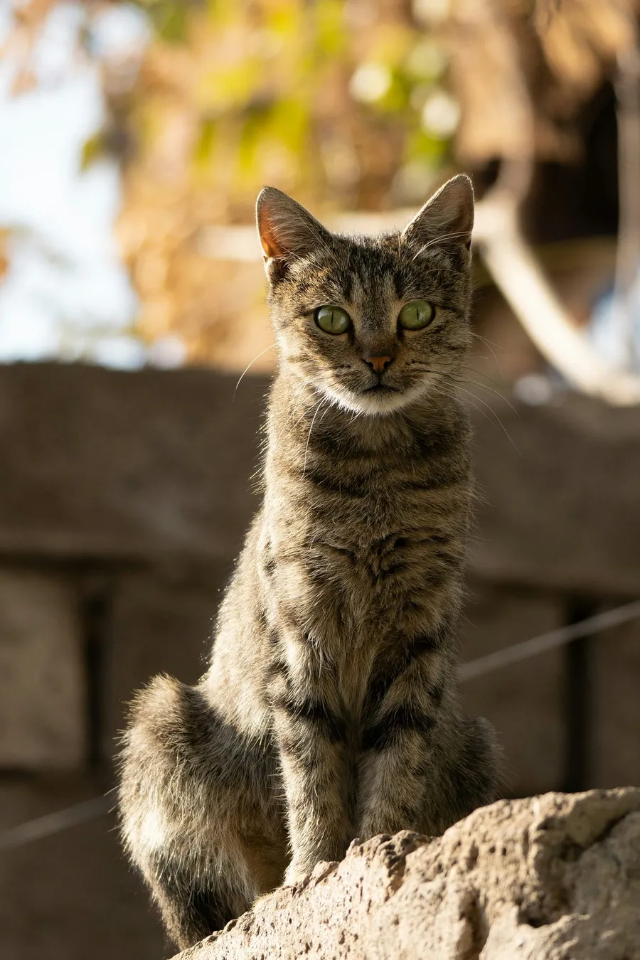 cat