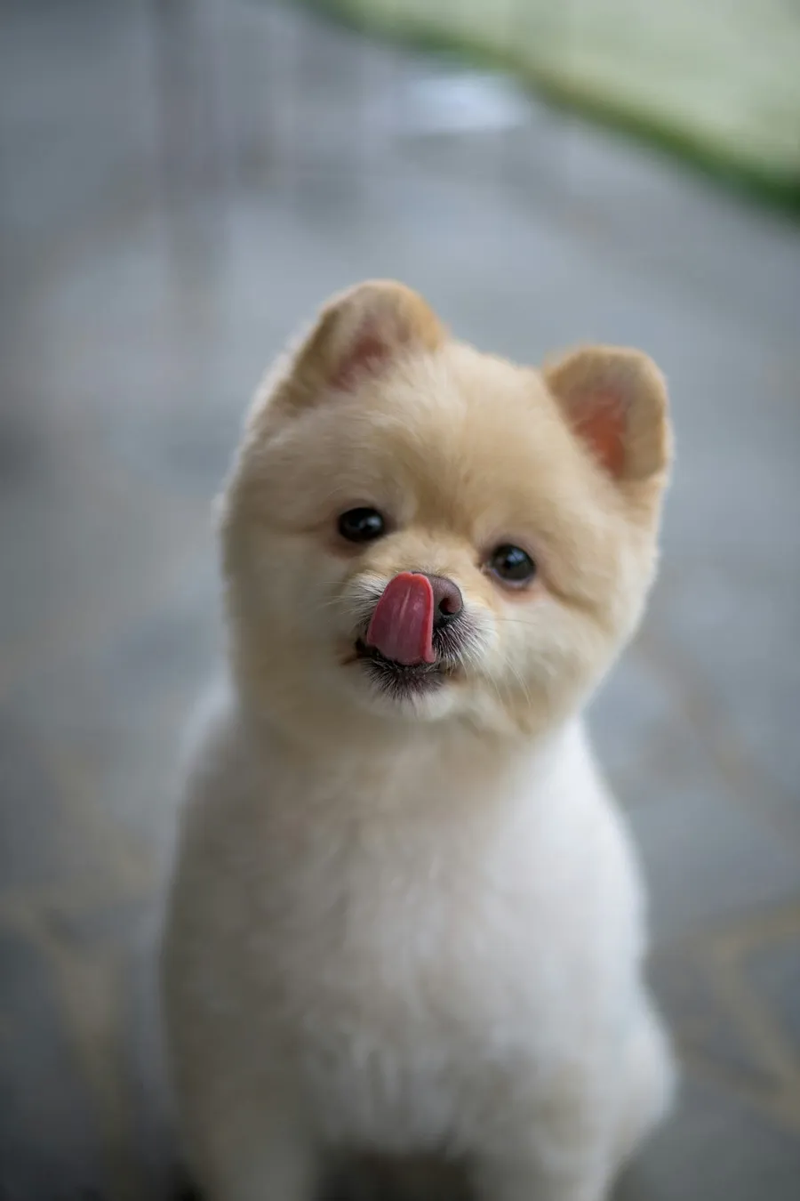 Best cute dog photography