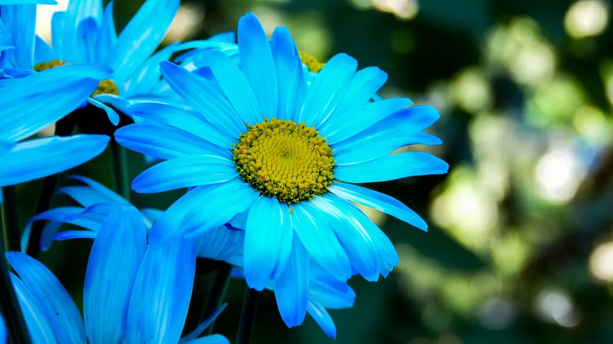Best Lens for Blurred Background Canon
