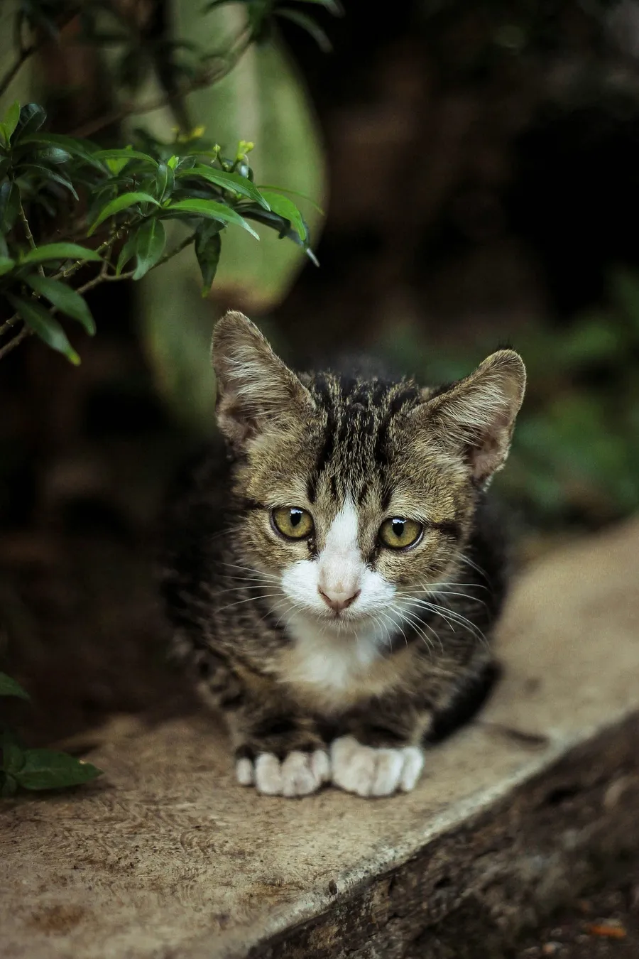 crisp shots of distant animals