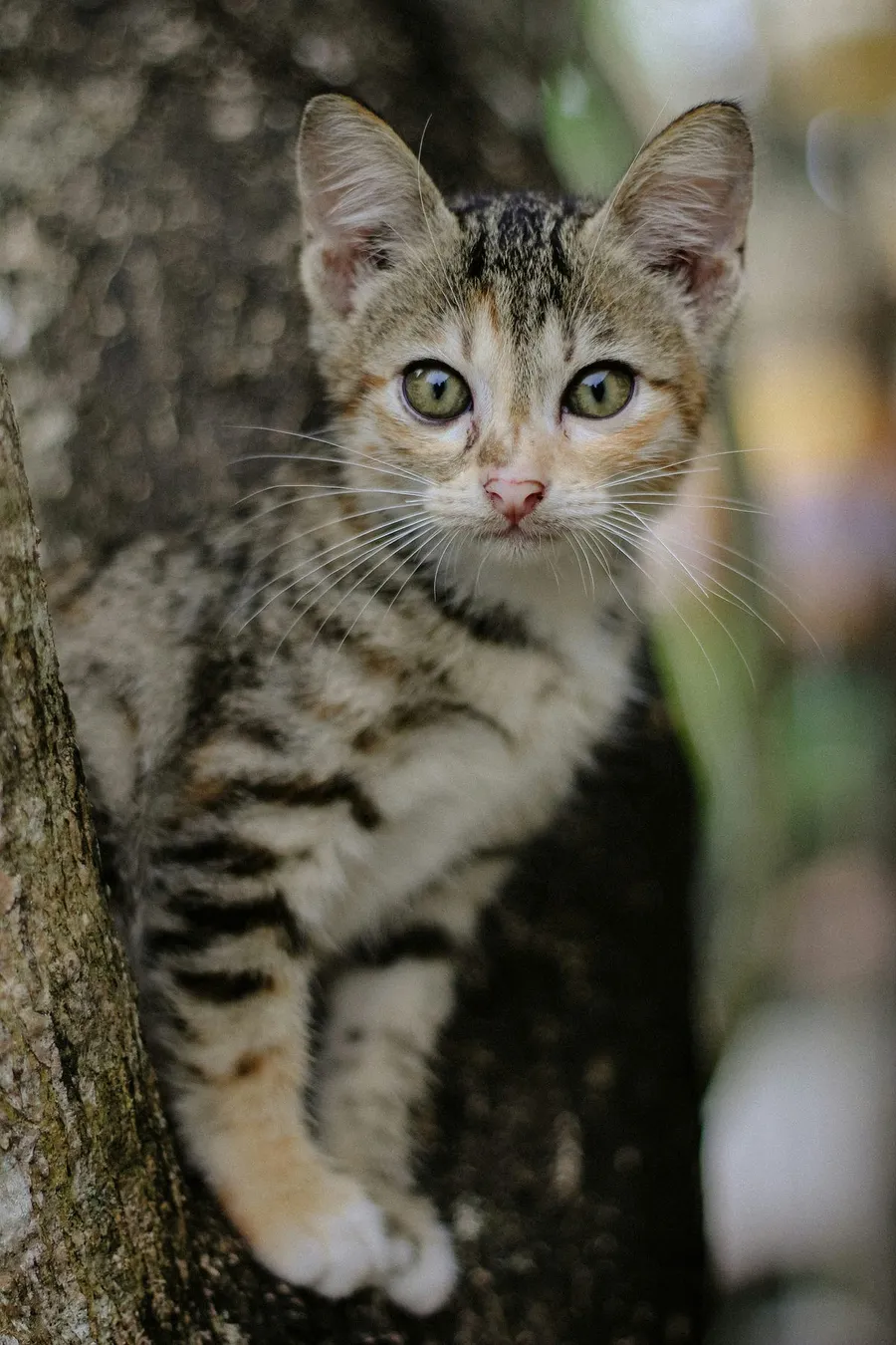 cute pet