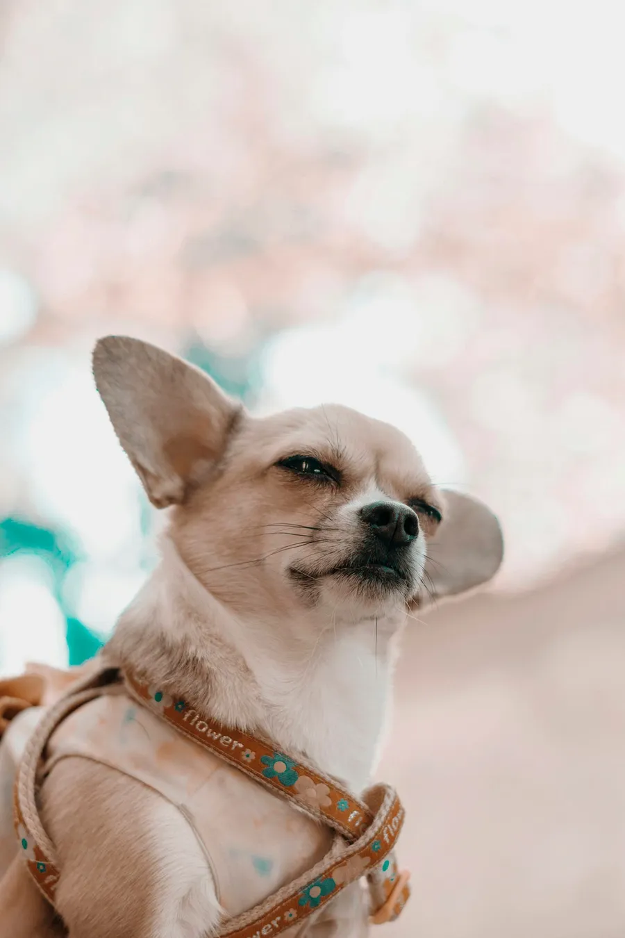 cute dog