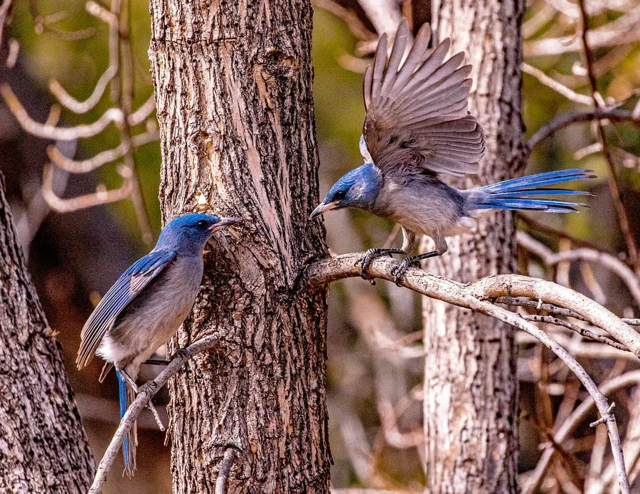 Best Lenses for Bird Photography Canon
