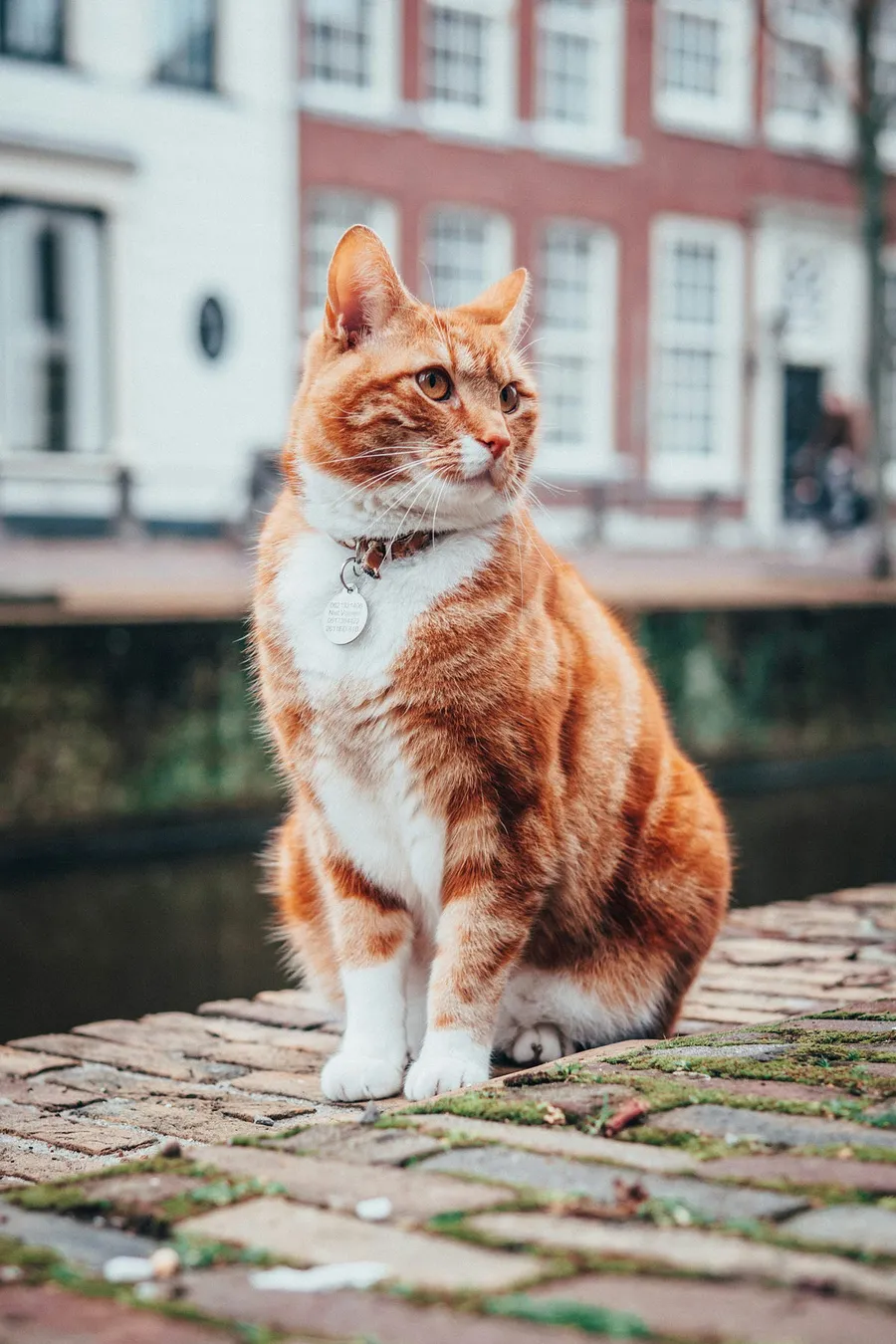 cat photography