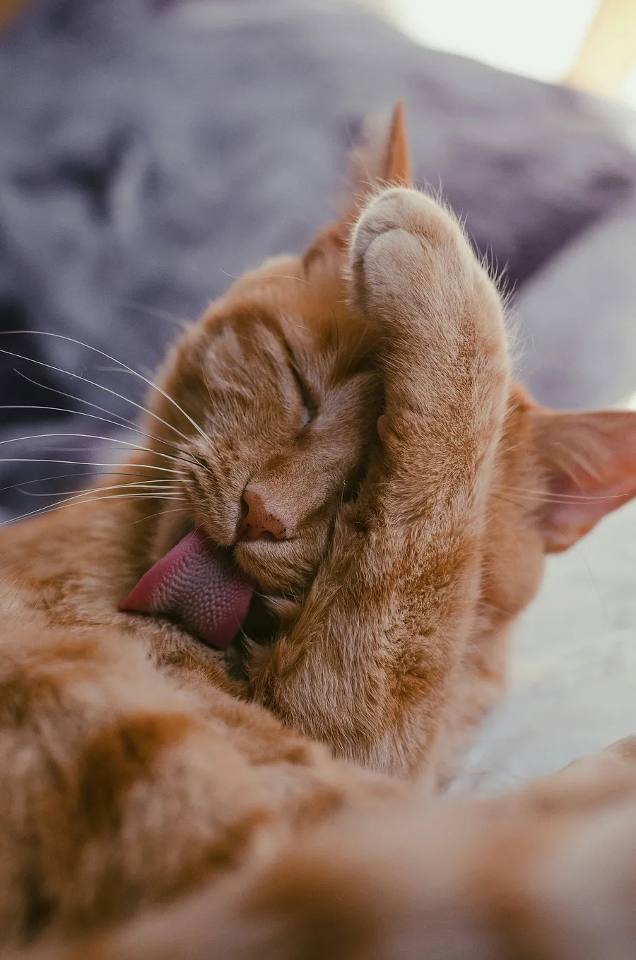 cat photography