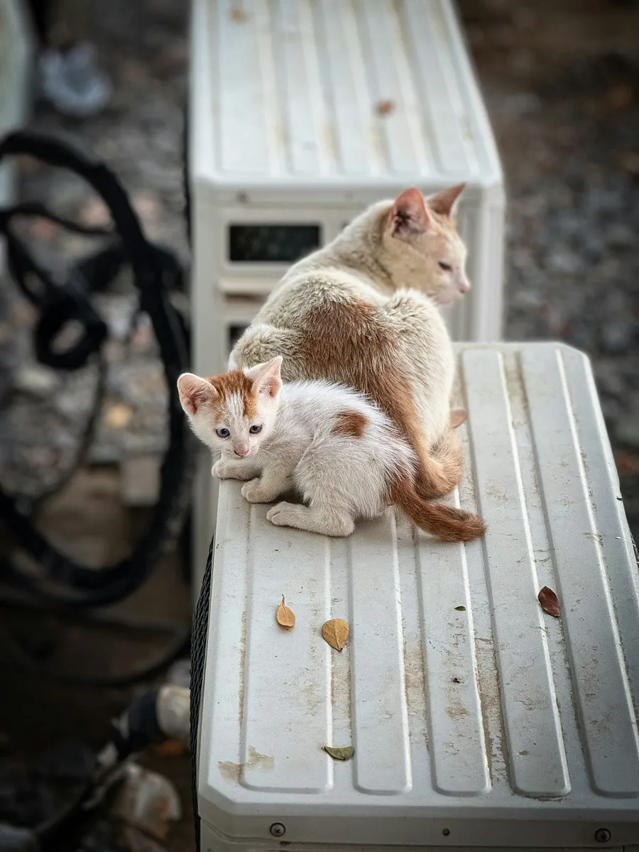 kitten photography
