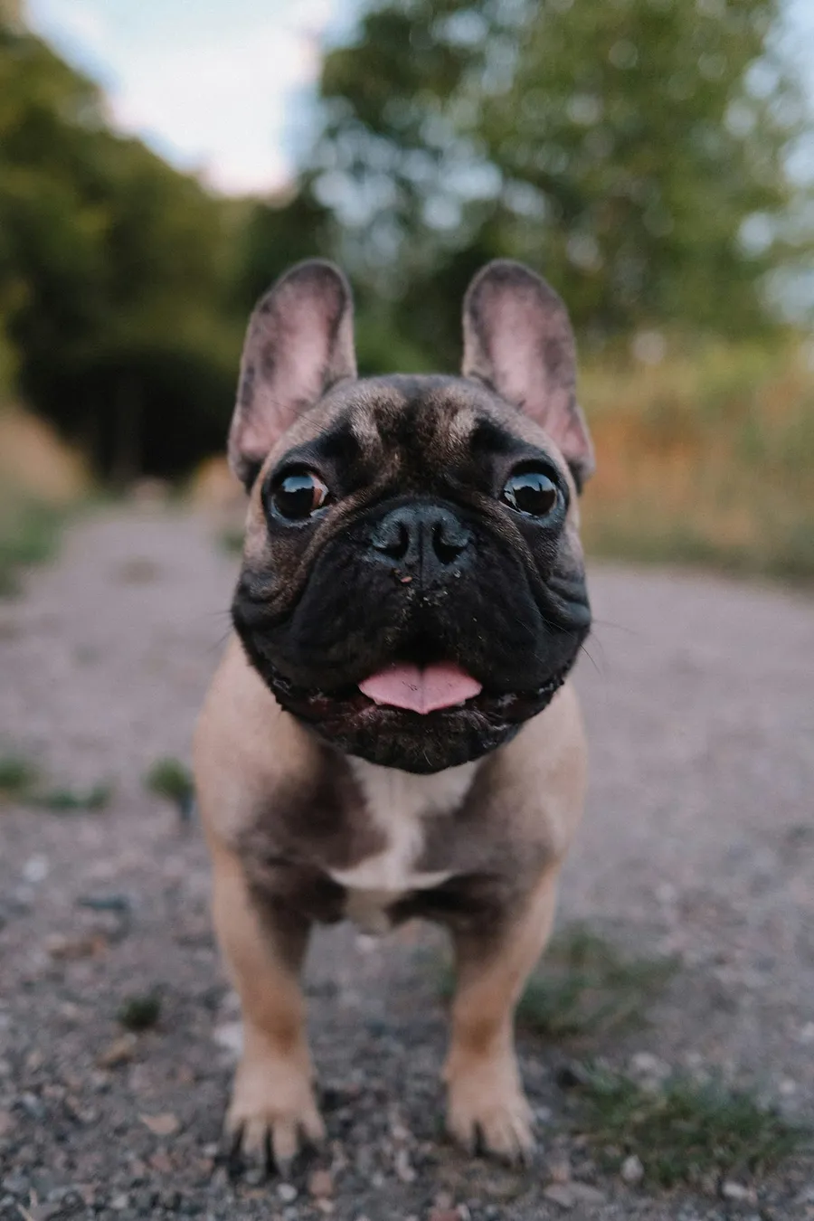 happy dog