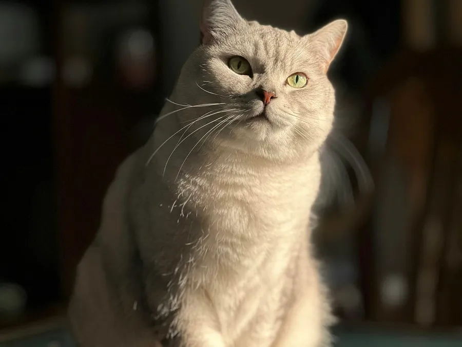 beautiful cat
