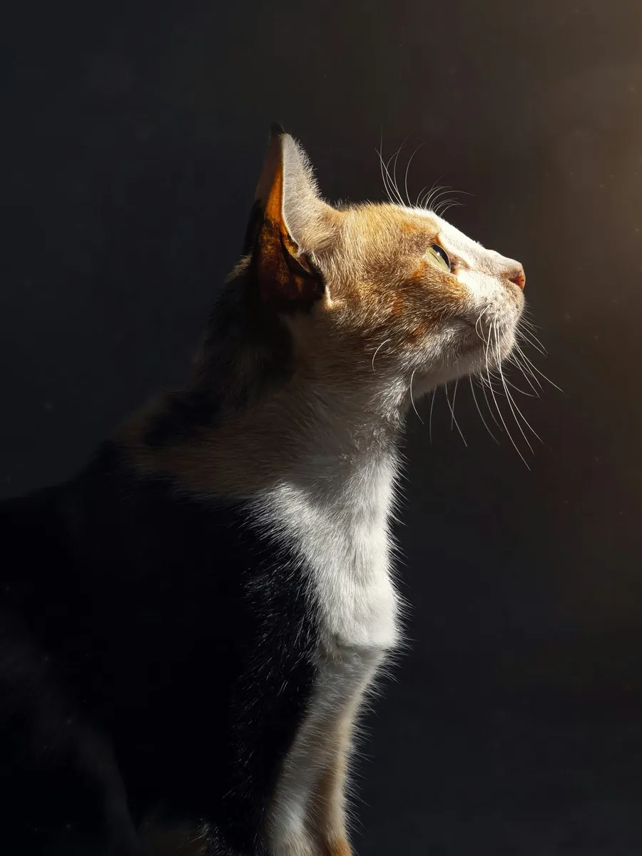beautiful cat