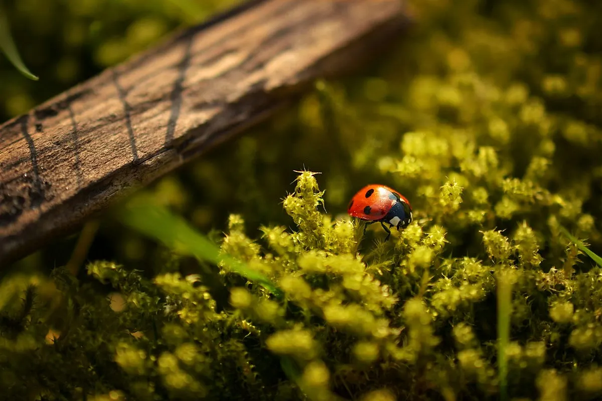 Best Macro Lenses for Canon