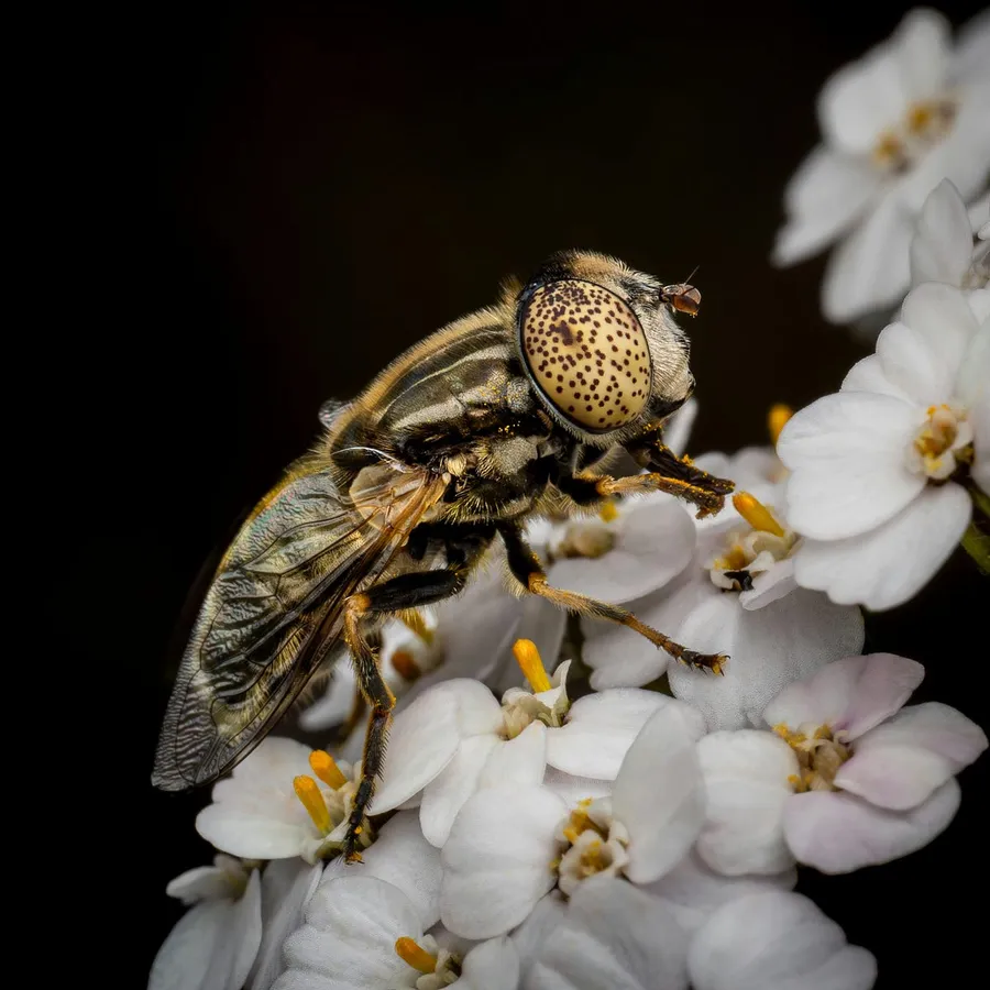 macro photos captured with the Canon EF 100mm f/2.8L IS USM