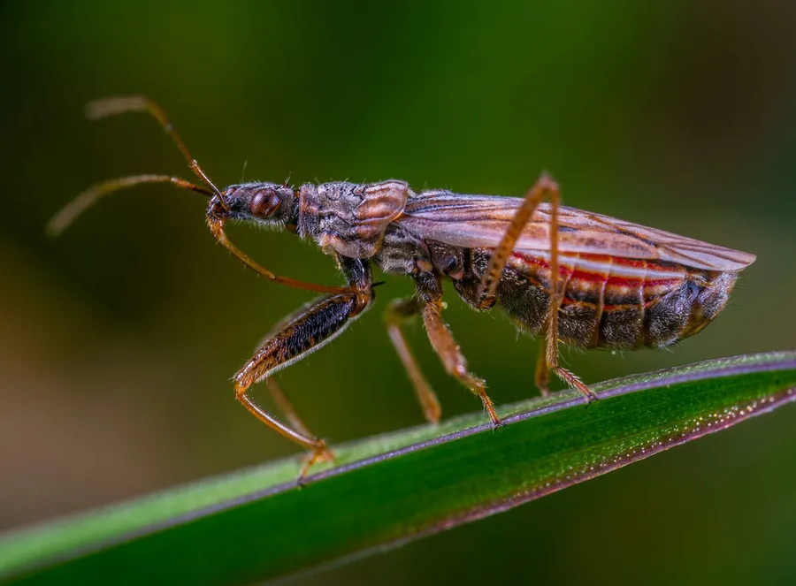 macro photos captured with the Sigma 105mm f/2.8 DG OS HSM