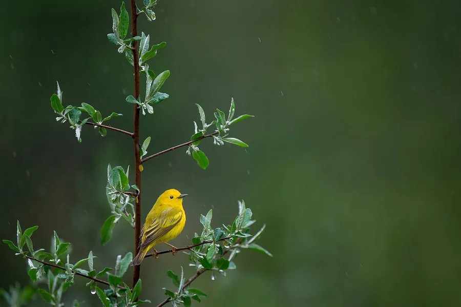 cute bird