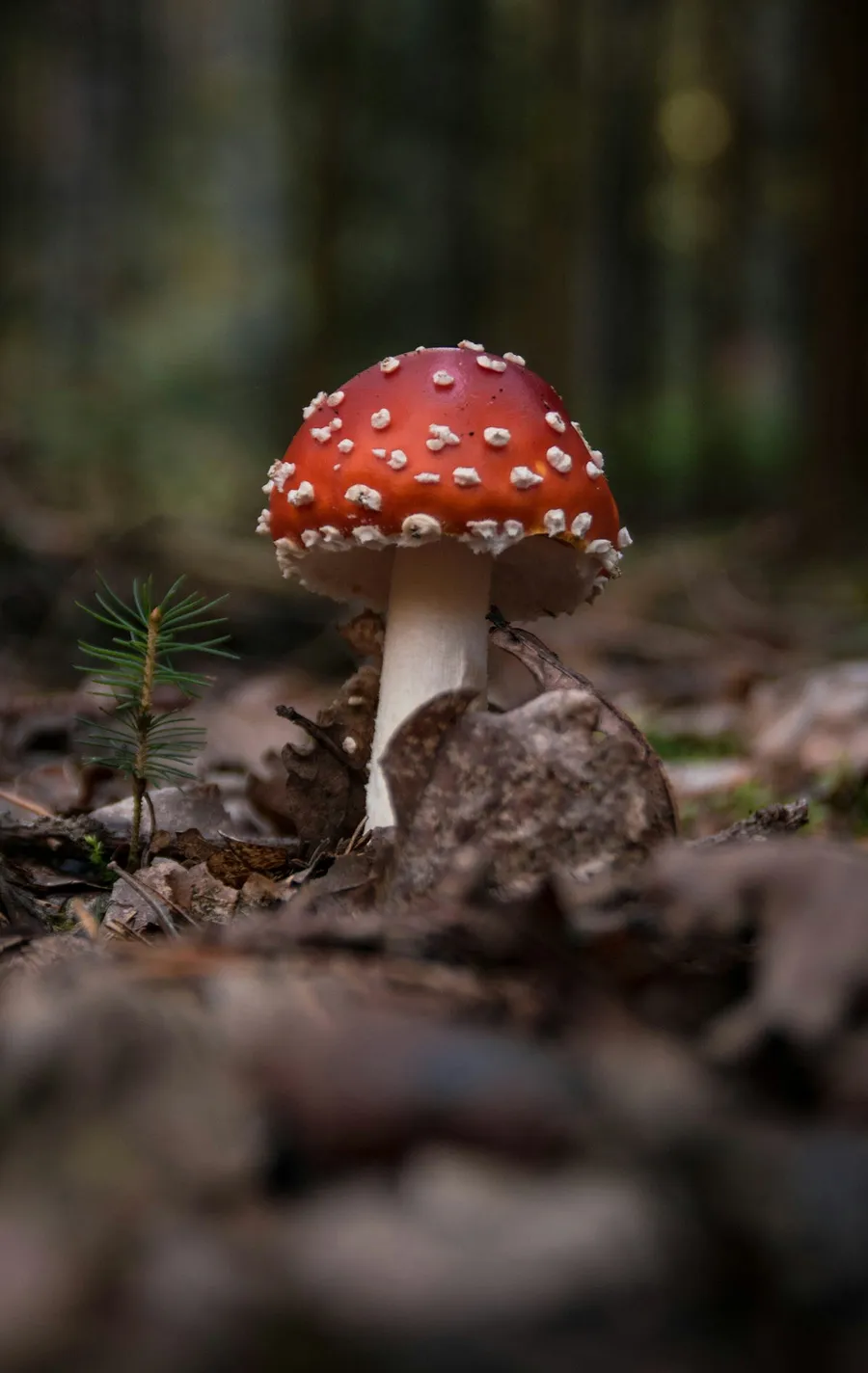 Macro photography