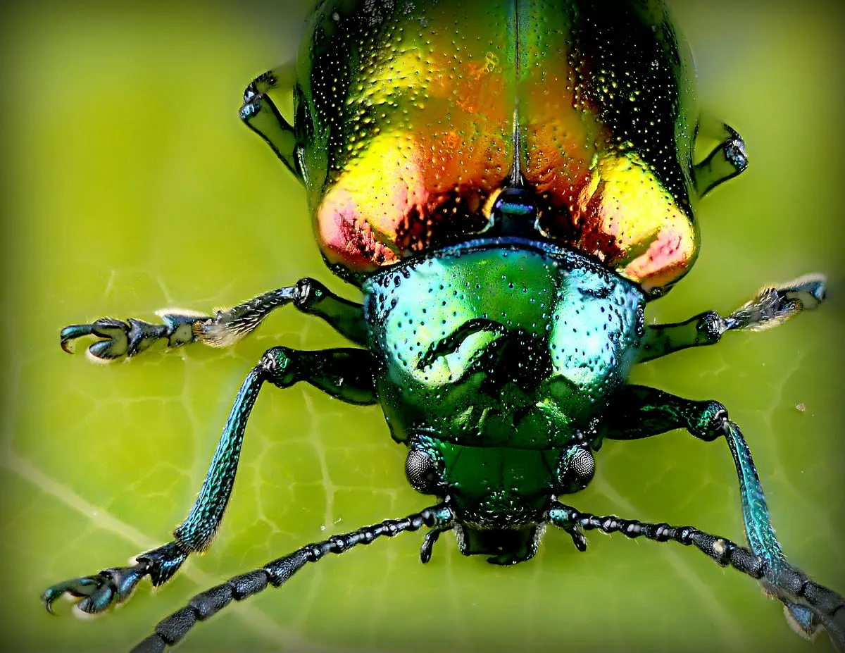 Best Sony Macro Lenses