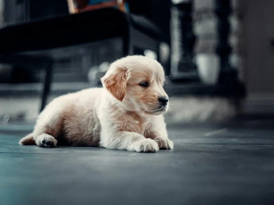 cute puppy