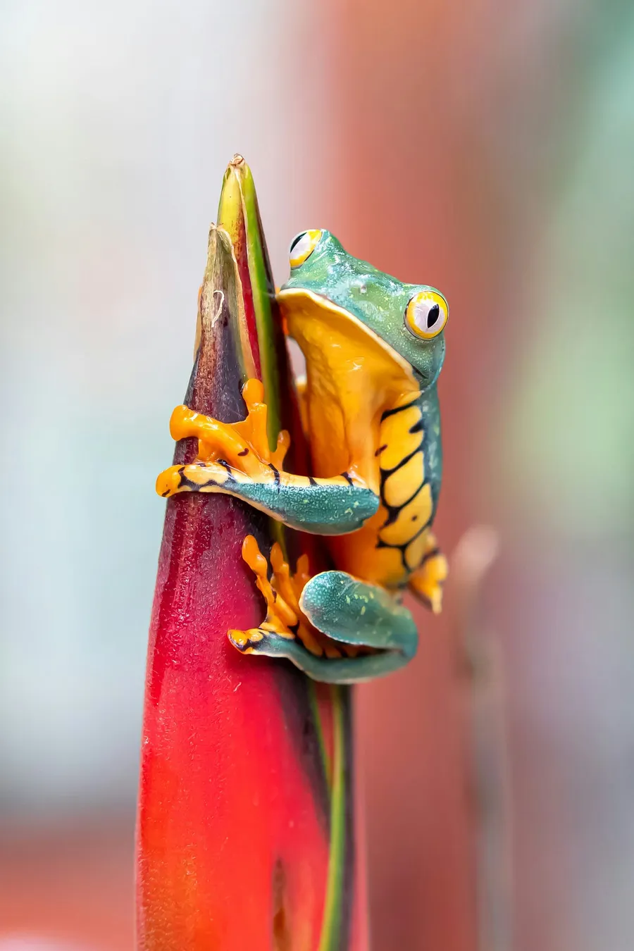 animal photography