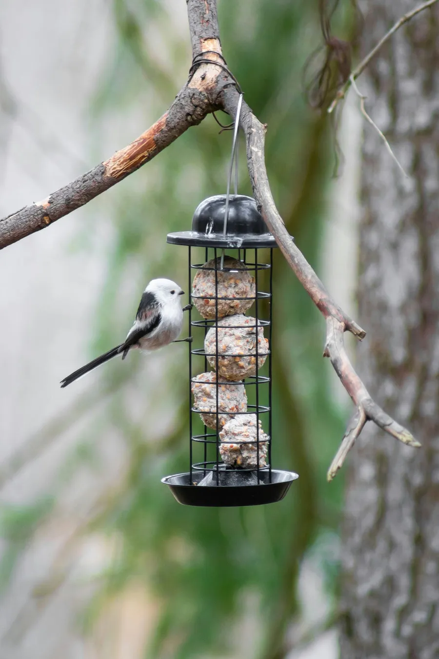 cute birds