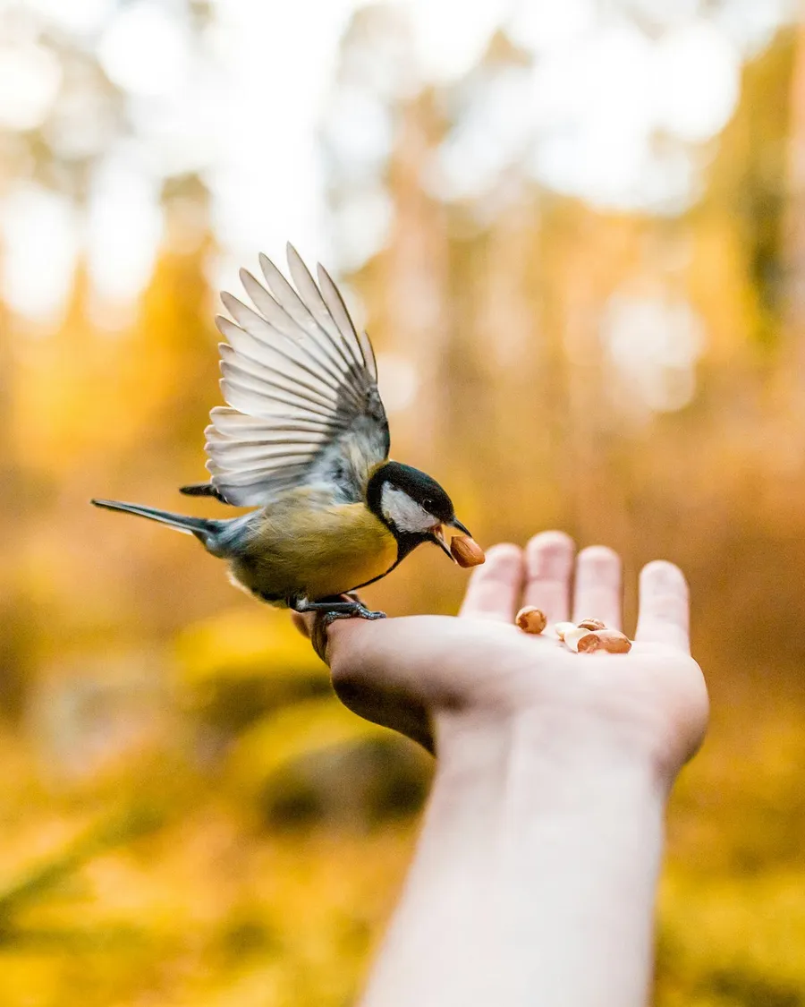 cute birds