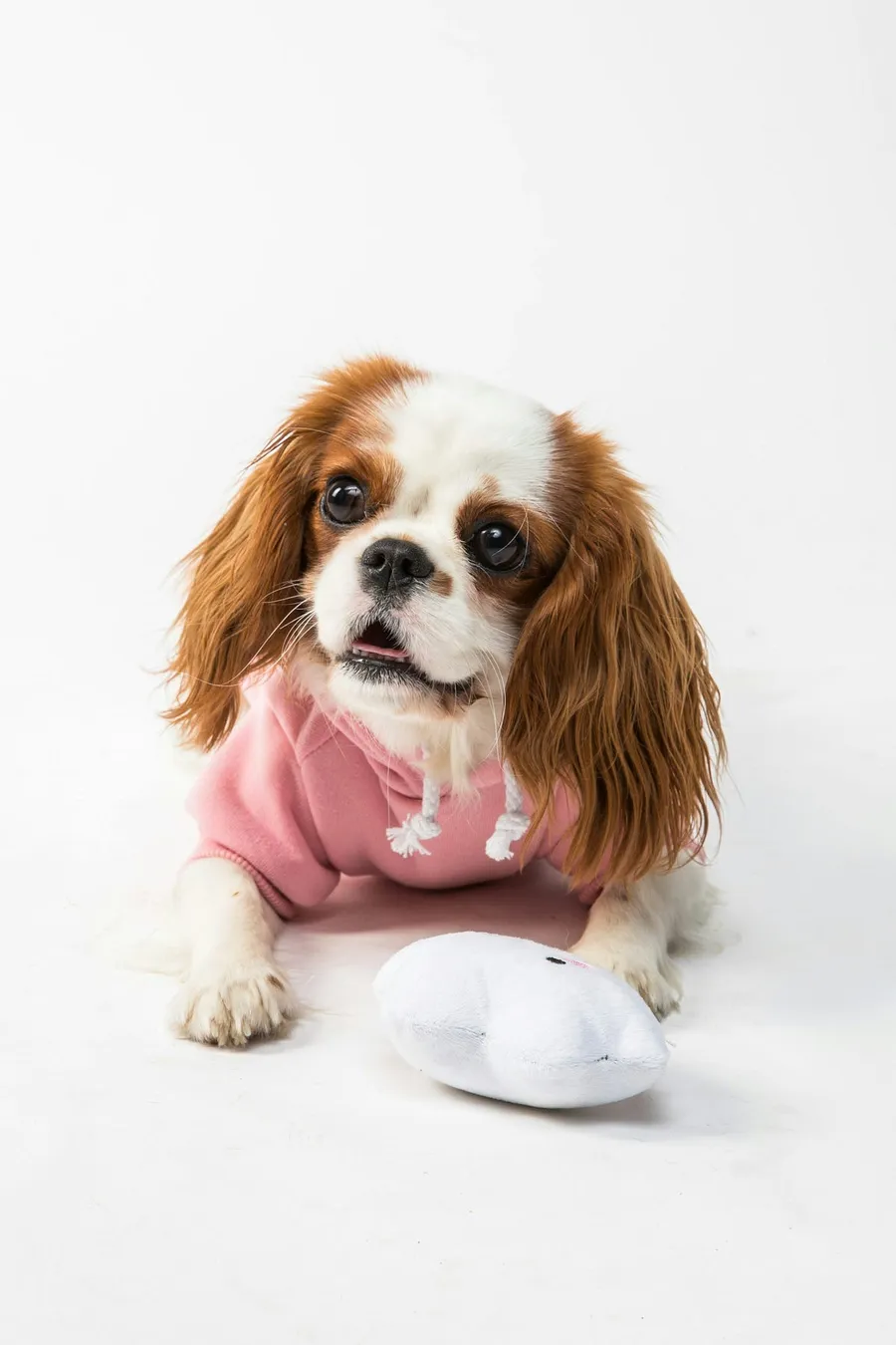 dogphotography