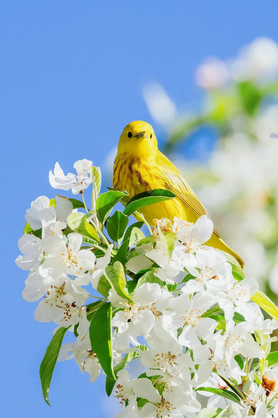 bird