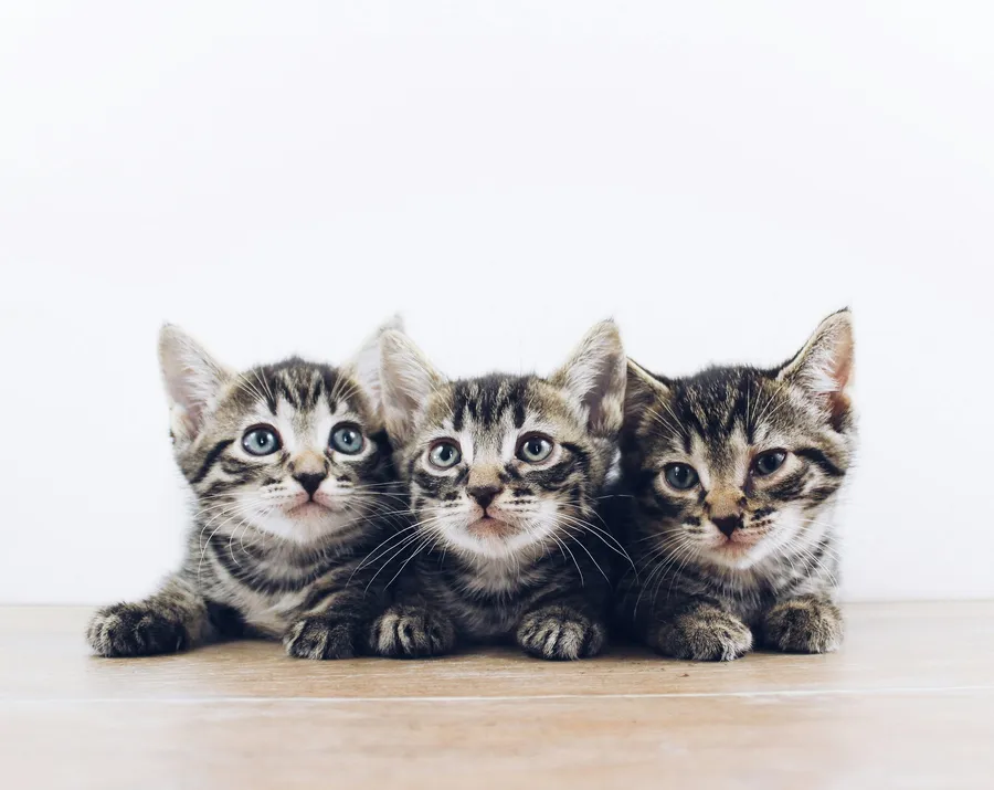 babay cat