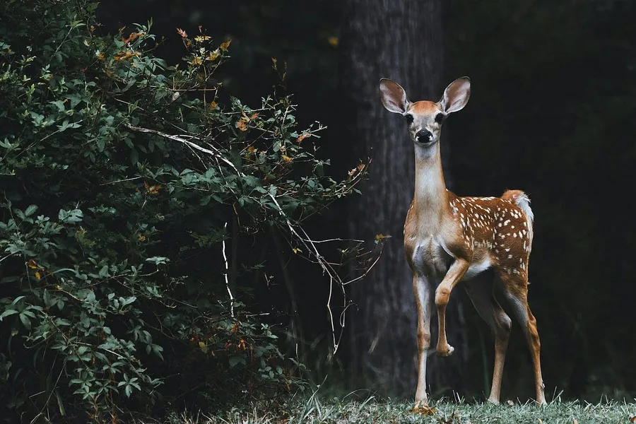 Sony 70–350 on Full-Frame Adventure