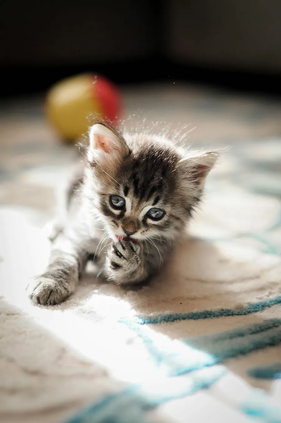 cat